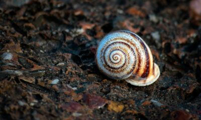 Show HN: Orbit - لغة برمجة نظامية تُحوّل .sh إلى LLVM