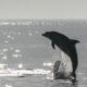 MySQL 9.7 LTS: إصدار طويل الأمد جديد يجلب ميزات المؤسسات إلى النسخة المجتمعية